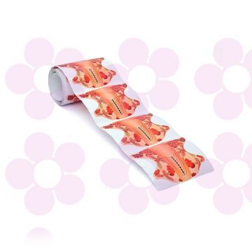 Sabloane Gelaxyo Forme Ovale Portocalii 50buc